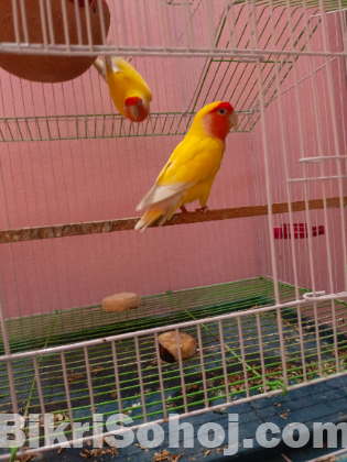 Love Bird Lutino With CAGE